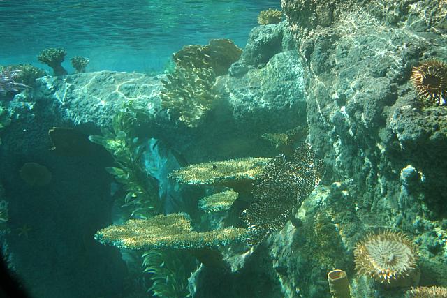 Disneyland Birthday 09 118