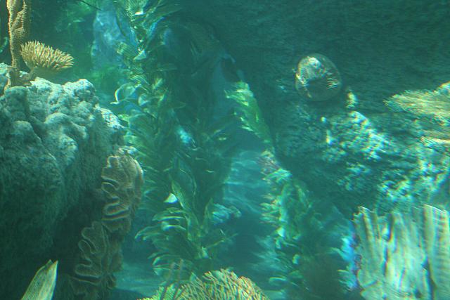 Disneyland Birthday 09 119