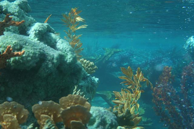 Disneyland Birthday 09 121