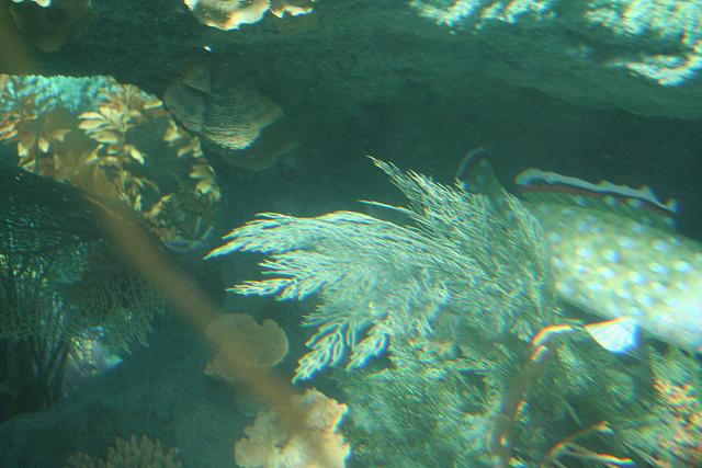 Disneyland Birthday 09 122