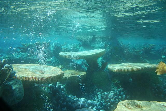 Disneyland Birthday 09 123