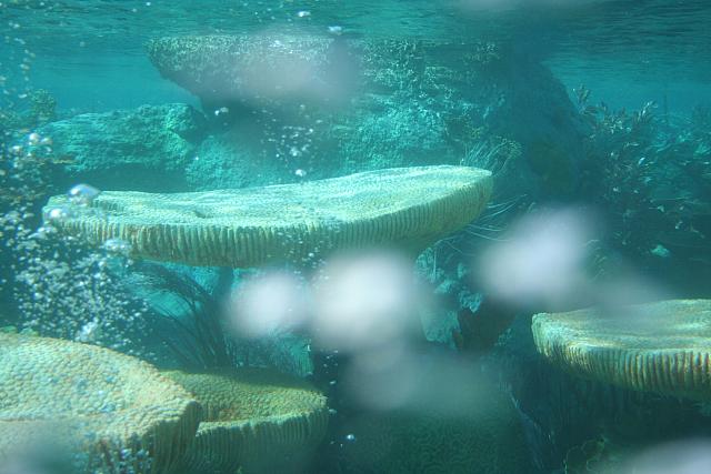 Disneyland Birthday 09 124